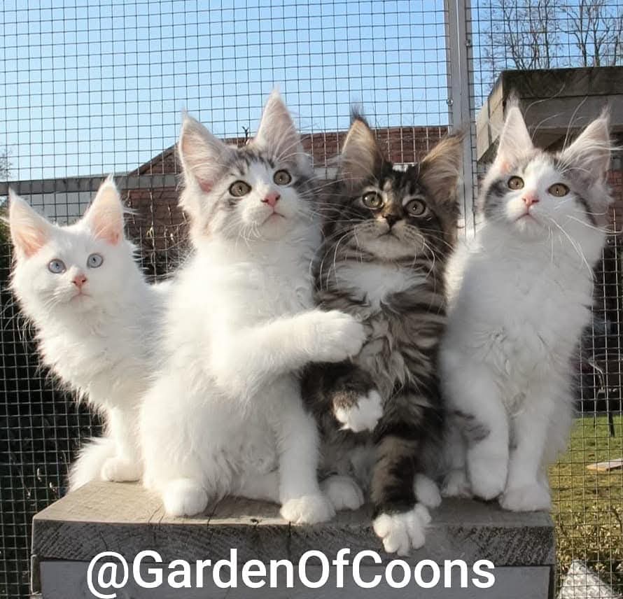 Garden Of Coons's image