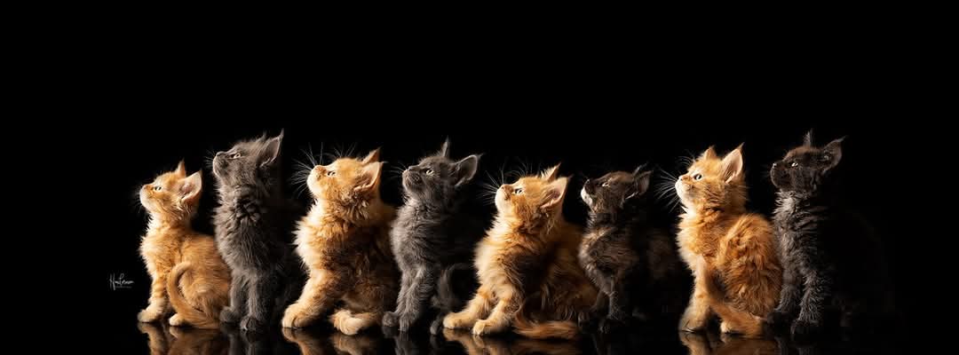 Garden Of Coons's image