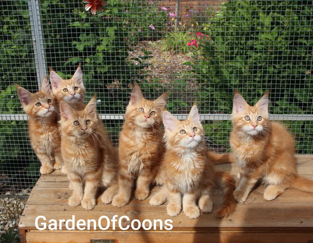 Garden Of Coons's image