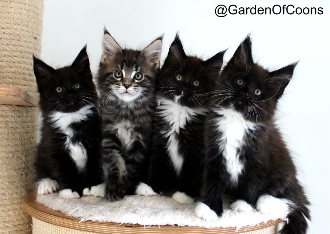 Garden Of Coons's image