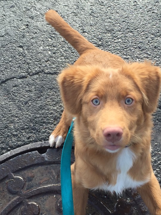 Carol Parenzan The Water Healer's image