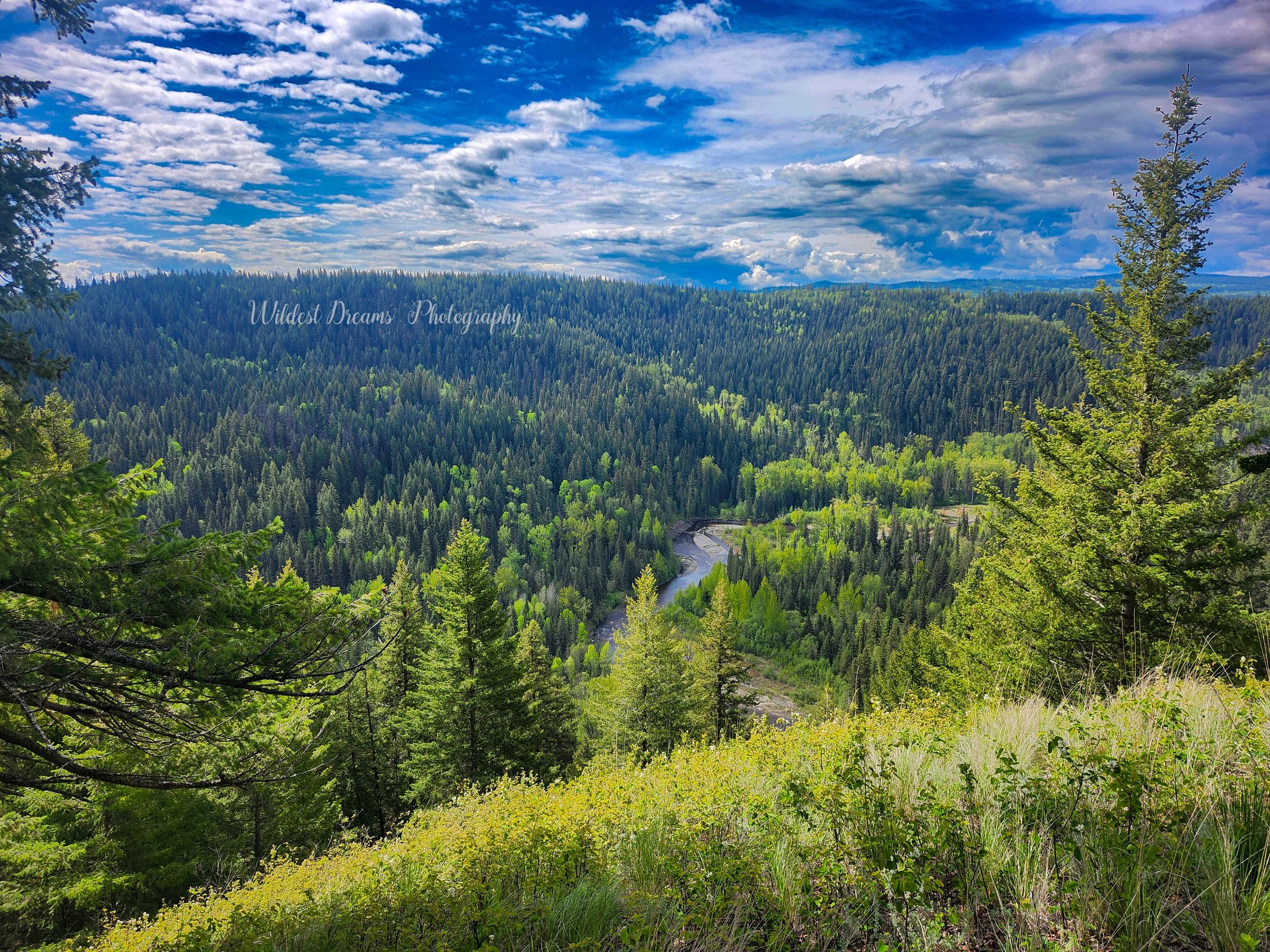 Wildest Dreams Photography's image