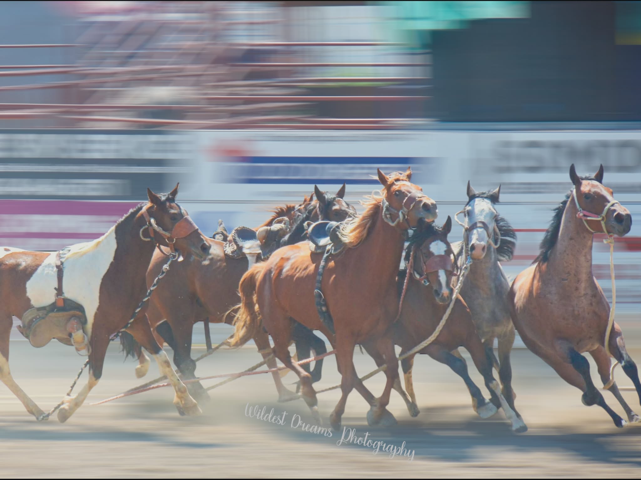 Wildest Dreams Photography's image