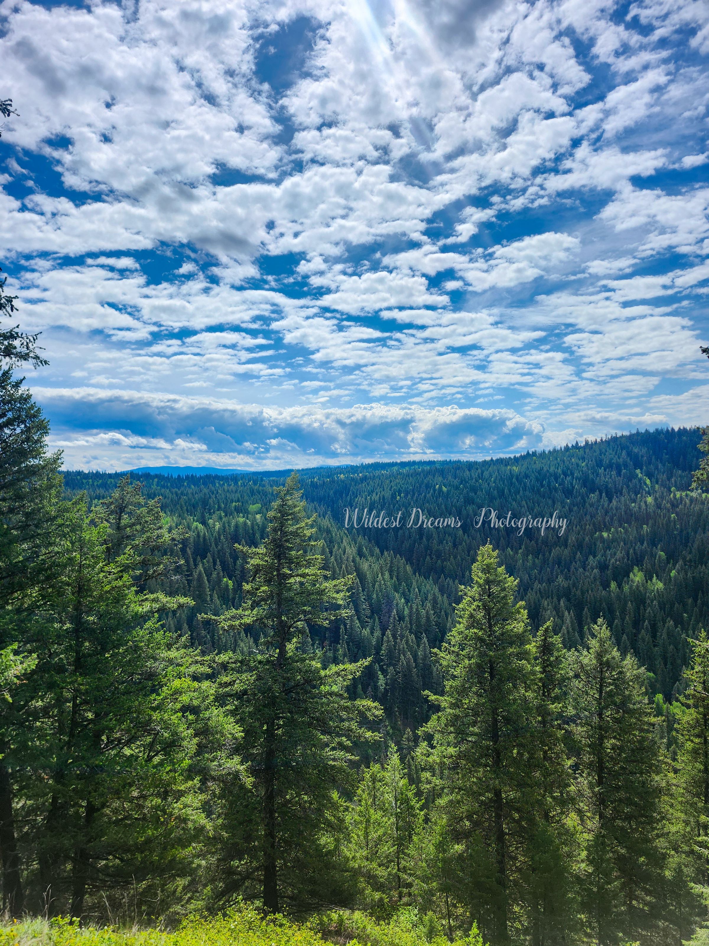 Wildest Dreams Photography's image