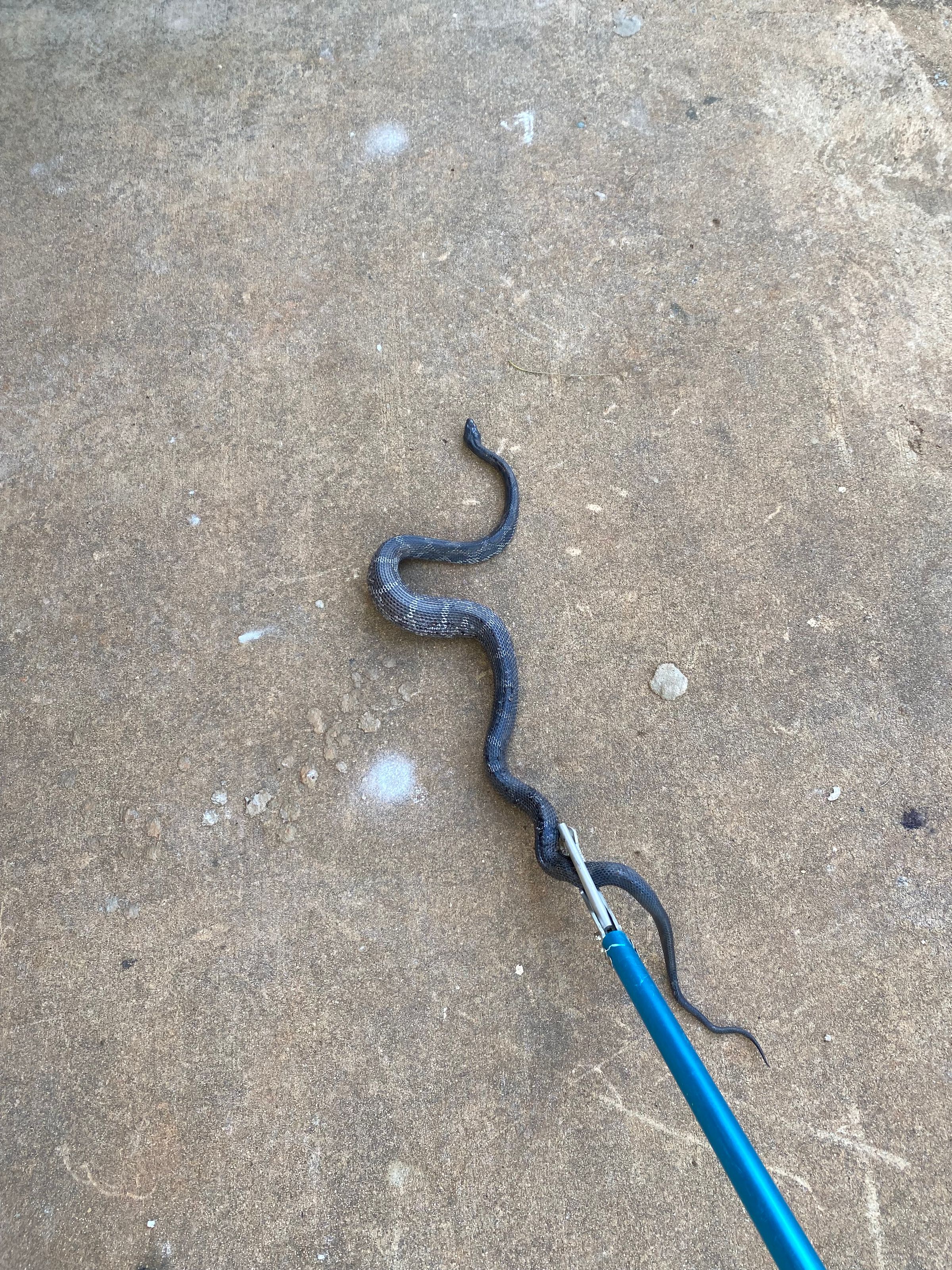 Barrier Island Wildlife's image