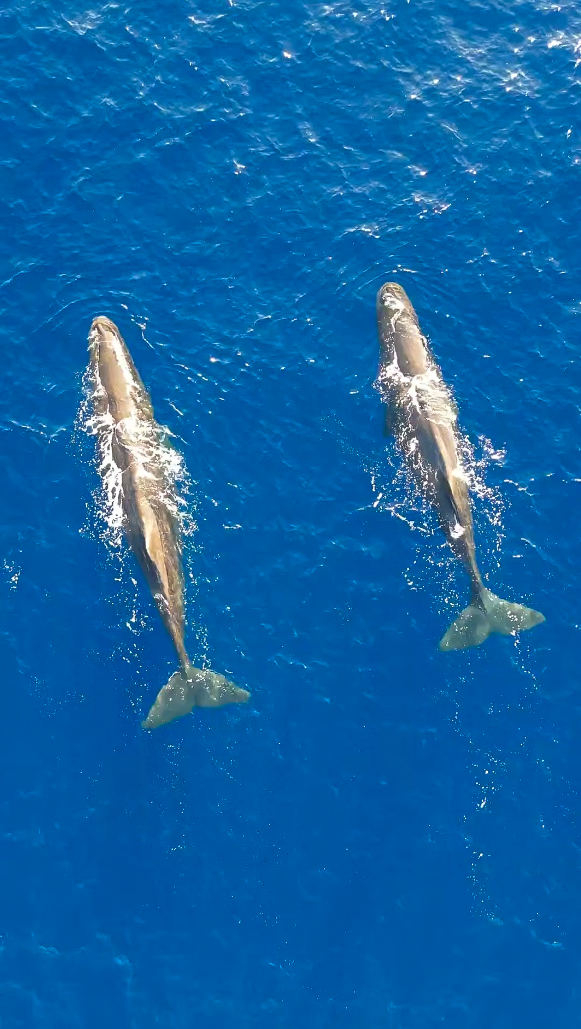 Sperm Whales in Mauritius