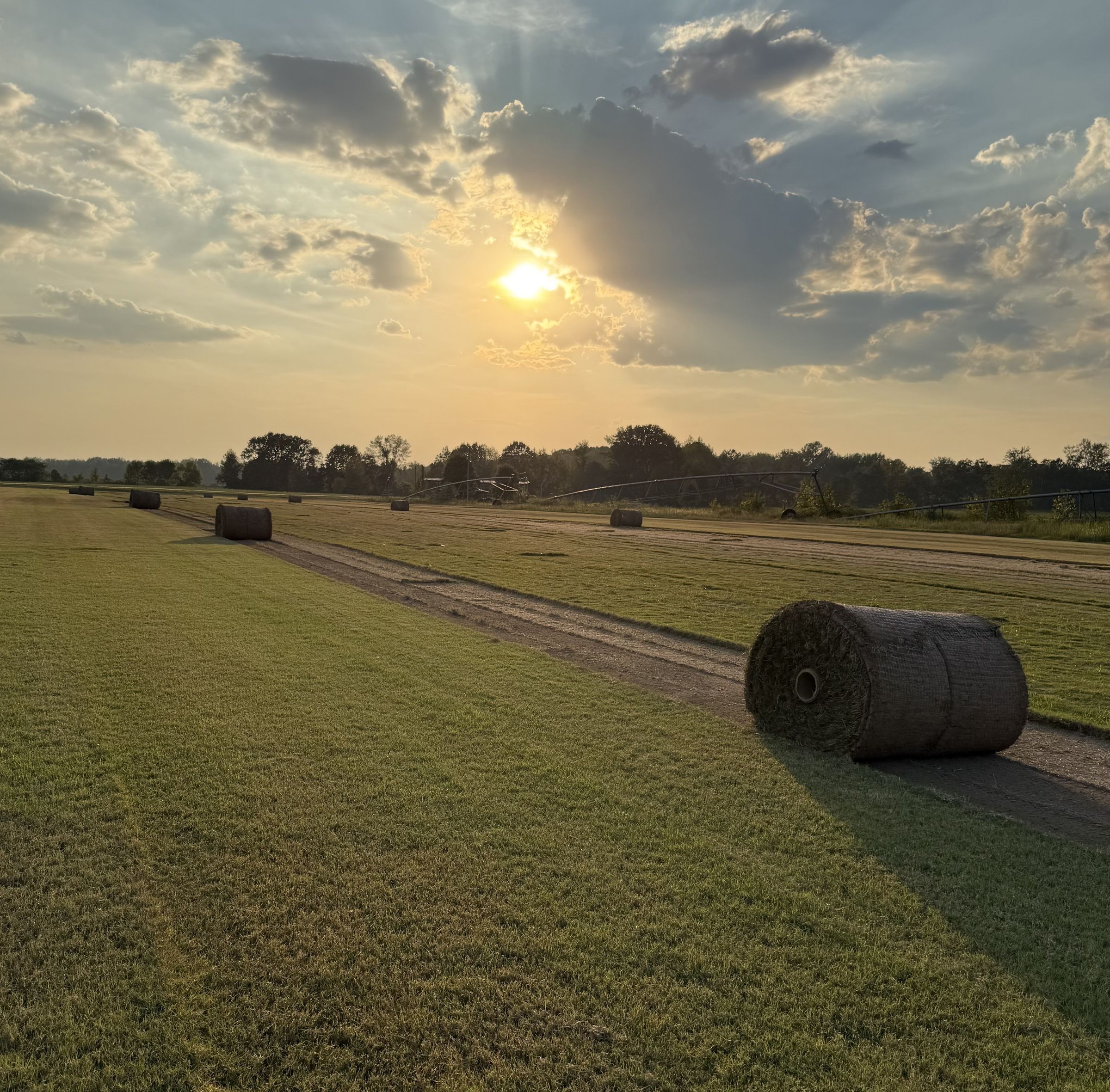 F & S Turf Grass's image