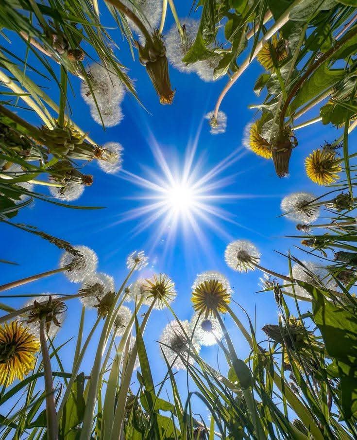 Gaia's Natural Healing Foundation's image