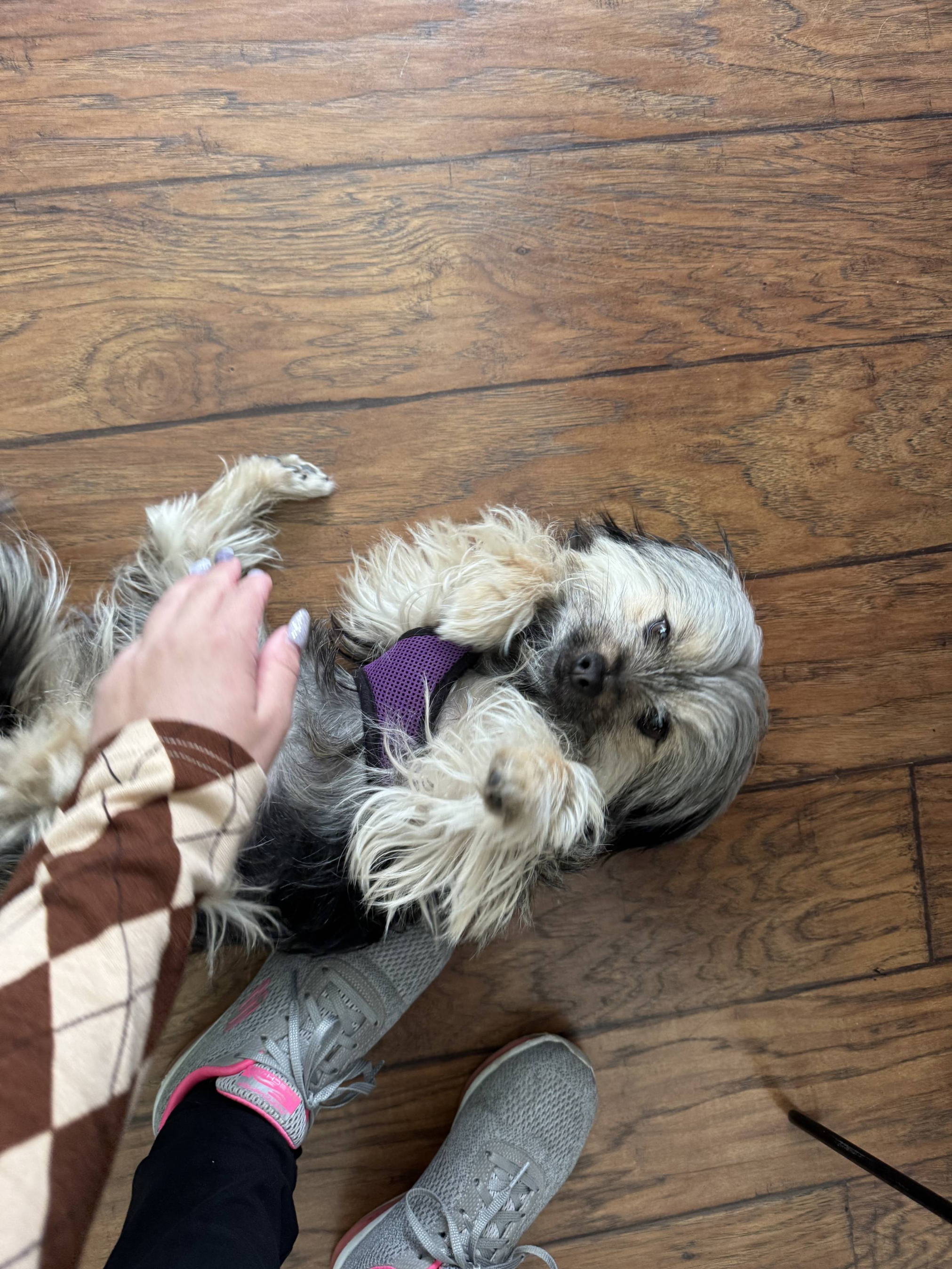 Sweet girl goes from shy to very happy with Tufted Tails LLC