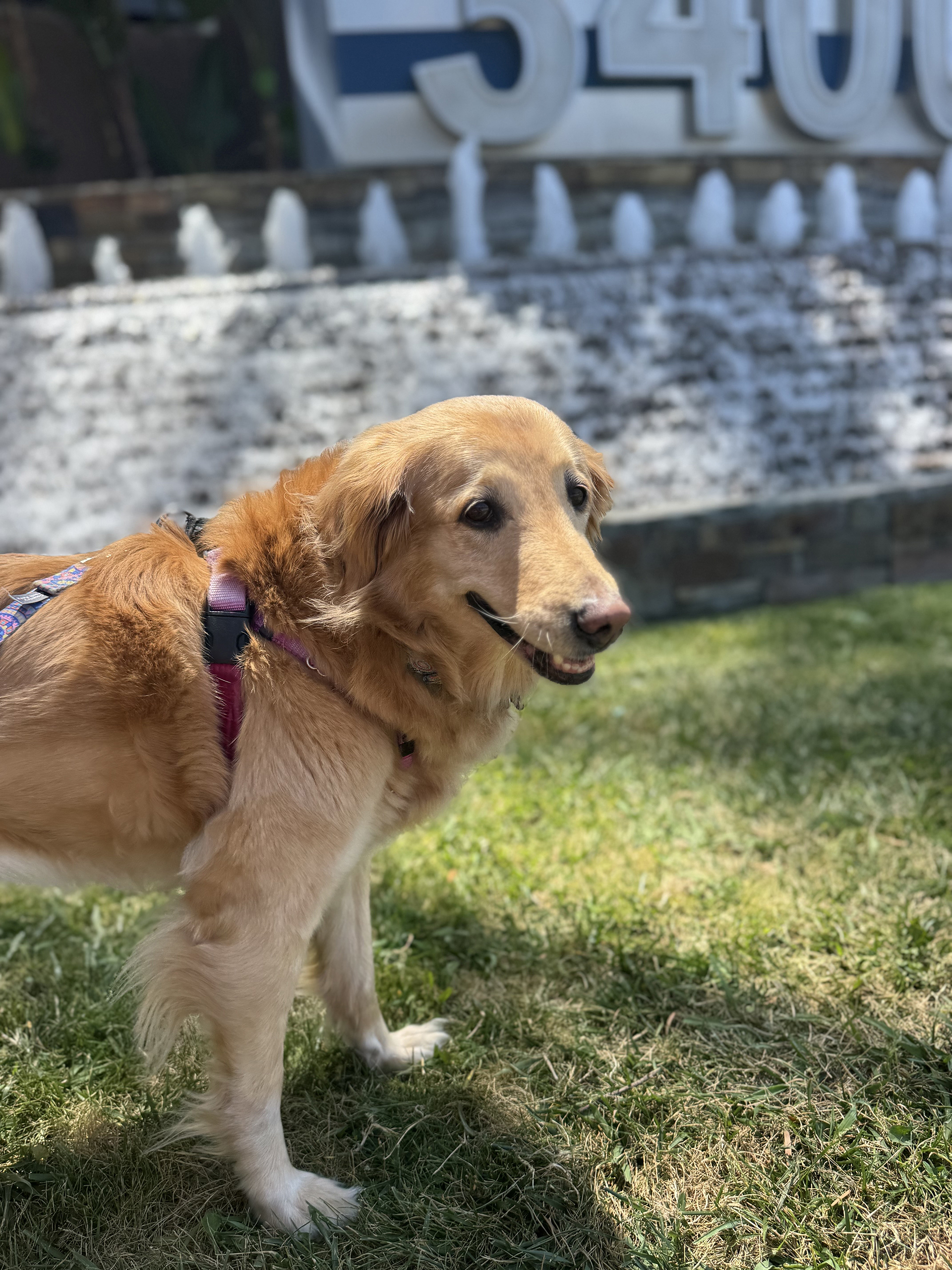Golden retriever mix enjoys a spring walk with Tufted Tails LLC.