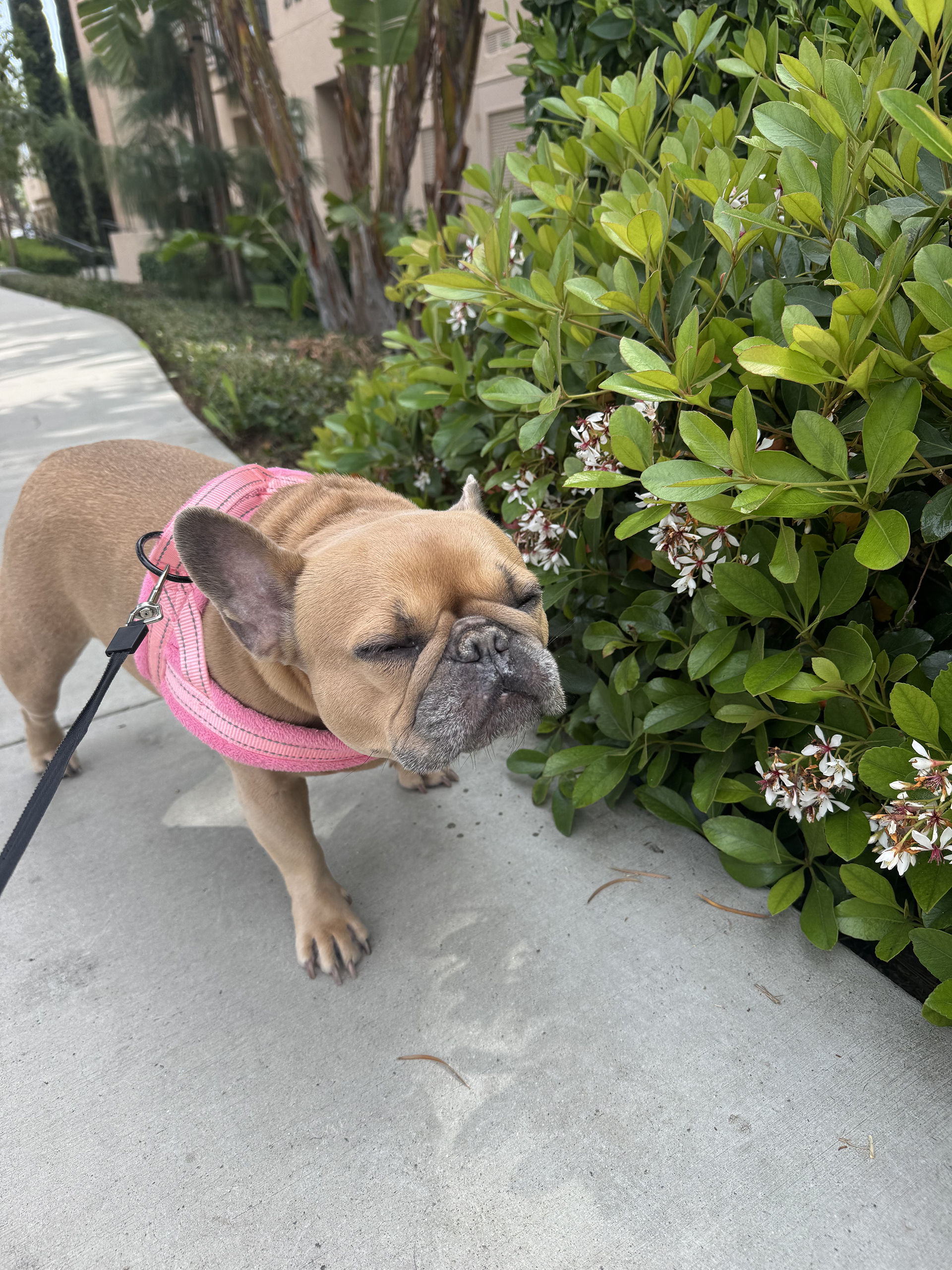 French Bulldog loves to smell the scents of the breeze on her walks with Tufted Tails LLC.