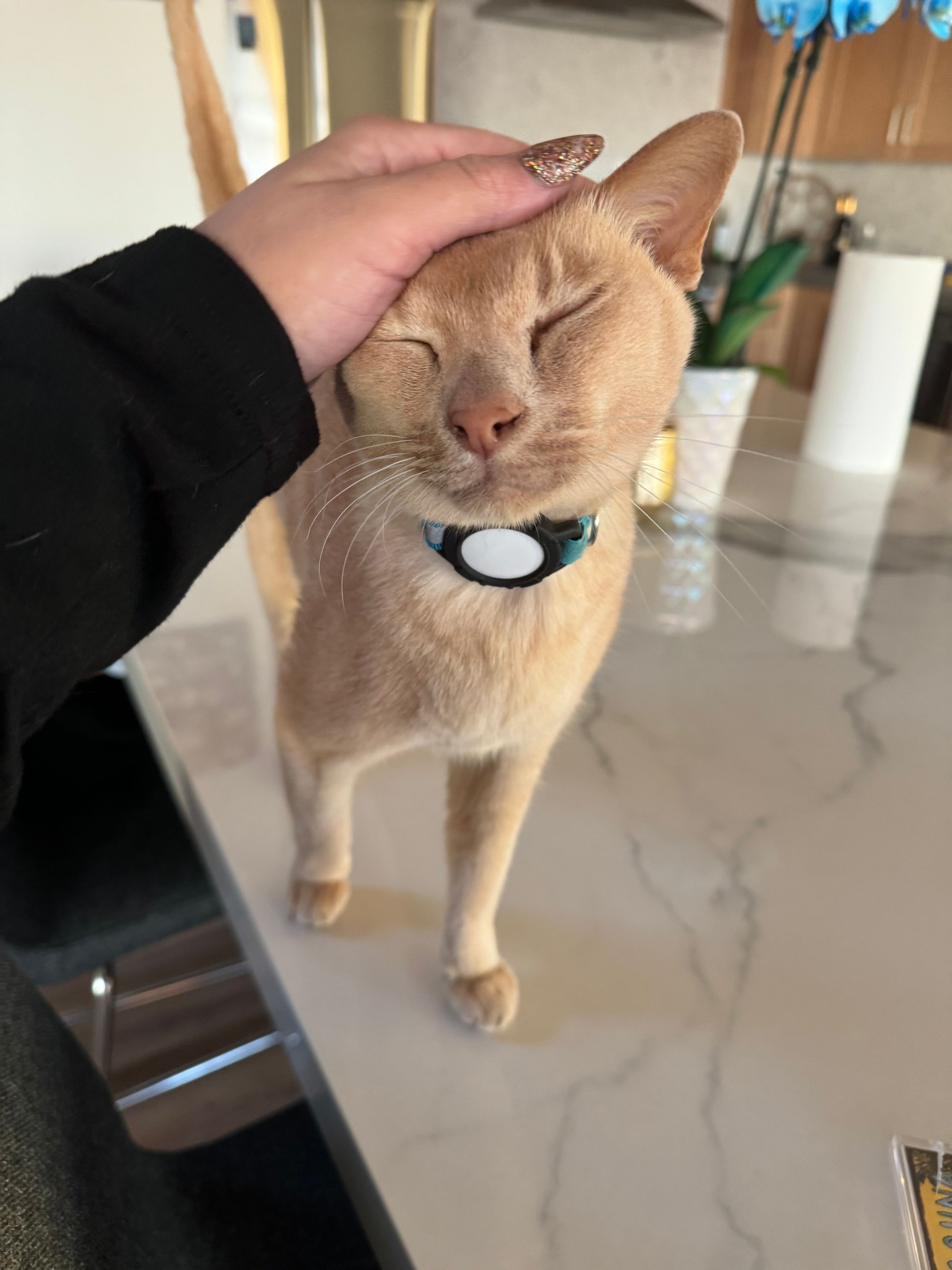 Shy kitty LOVES pets!