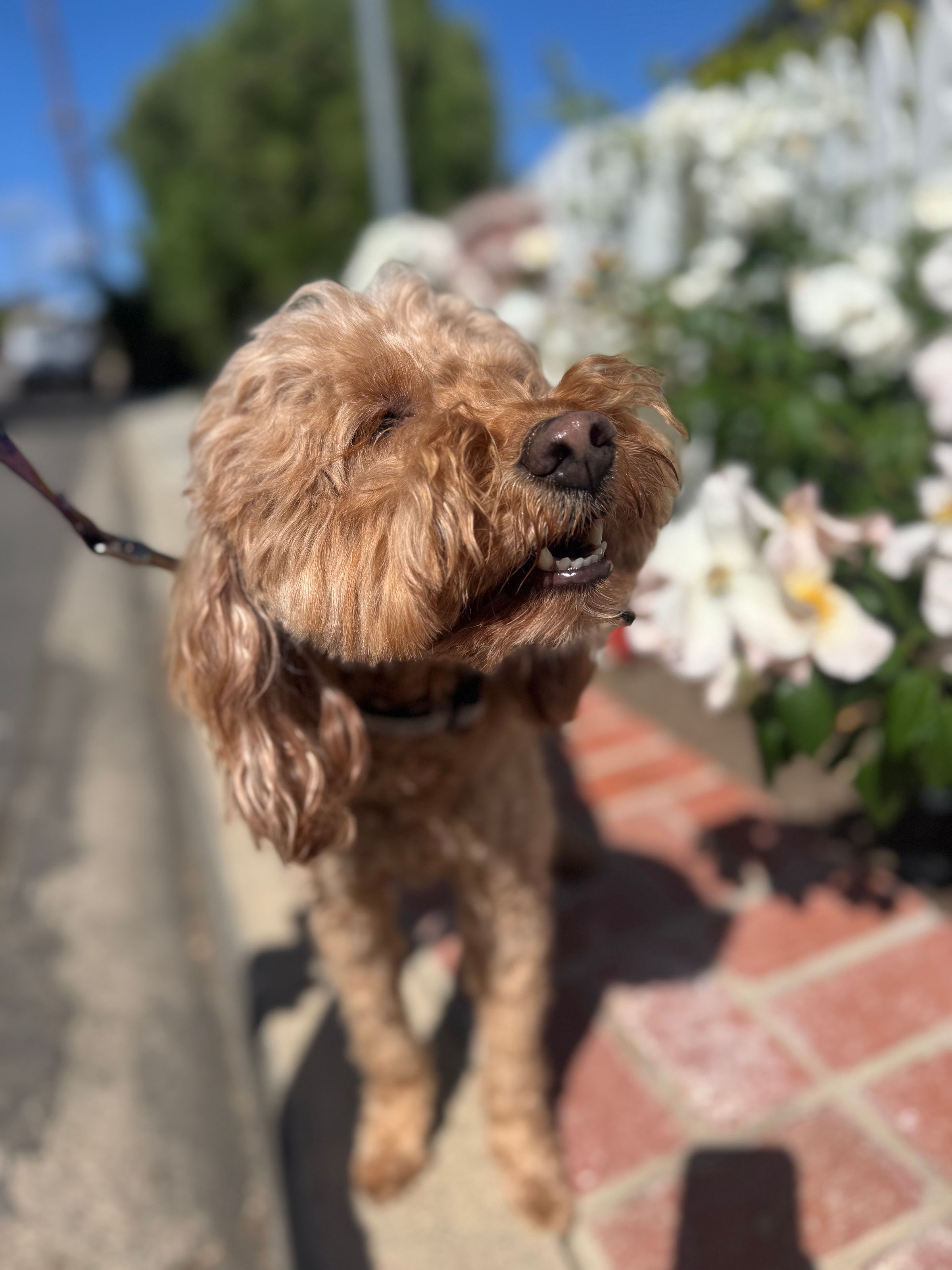Madonna, a precious goldendoodle enjoying the fresh ocean breeze.