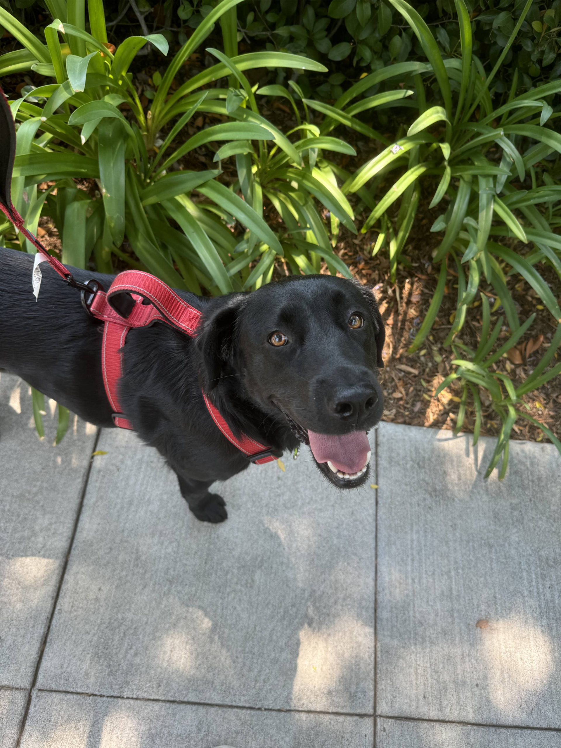 Black Lab enjoys a shade break on a summer day walk with Tufted Tails LLC.