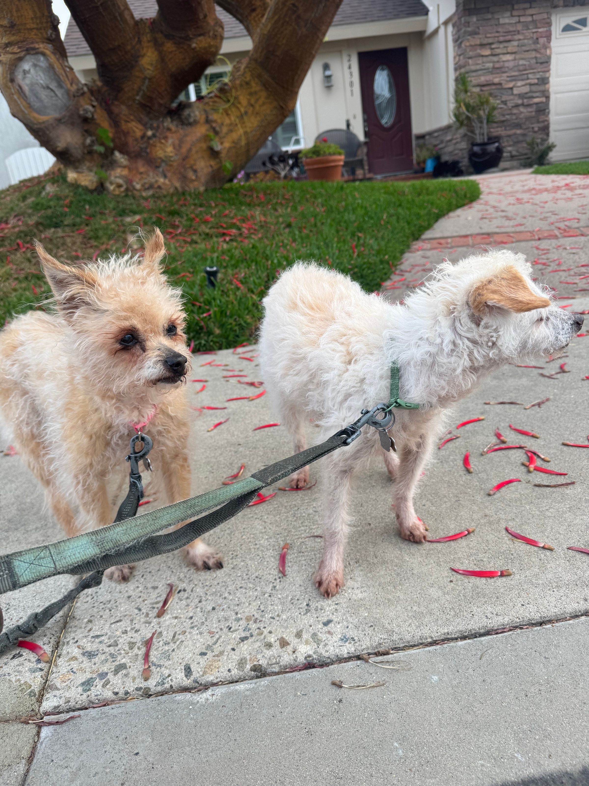 Sister and brother, Princess and Casper, enjoy a break on an early morning walk.