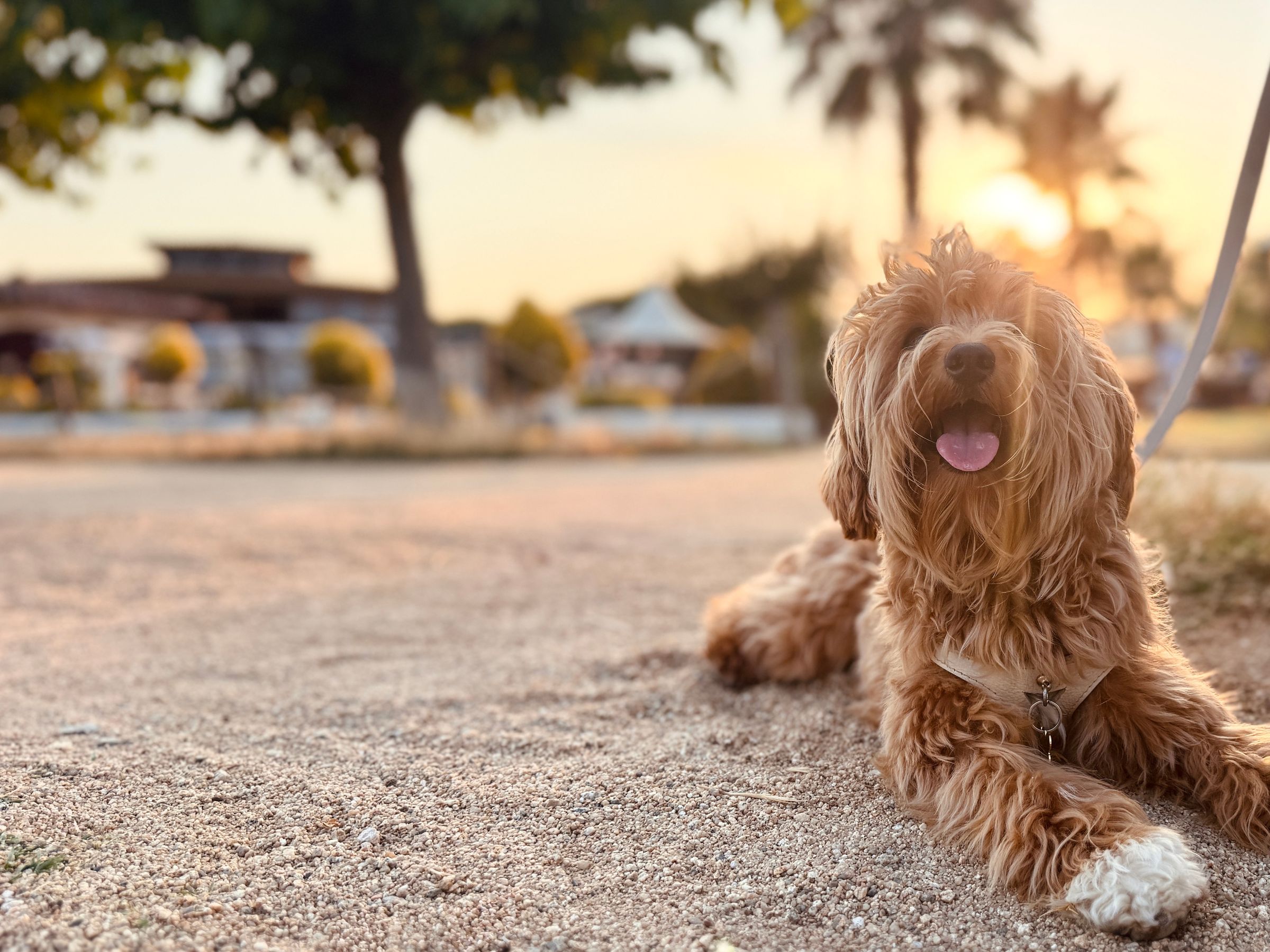 Trustworthy Dog Walker in Newport Beach | Tufted Tails LLC's image