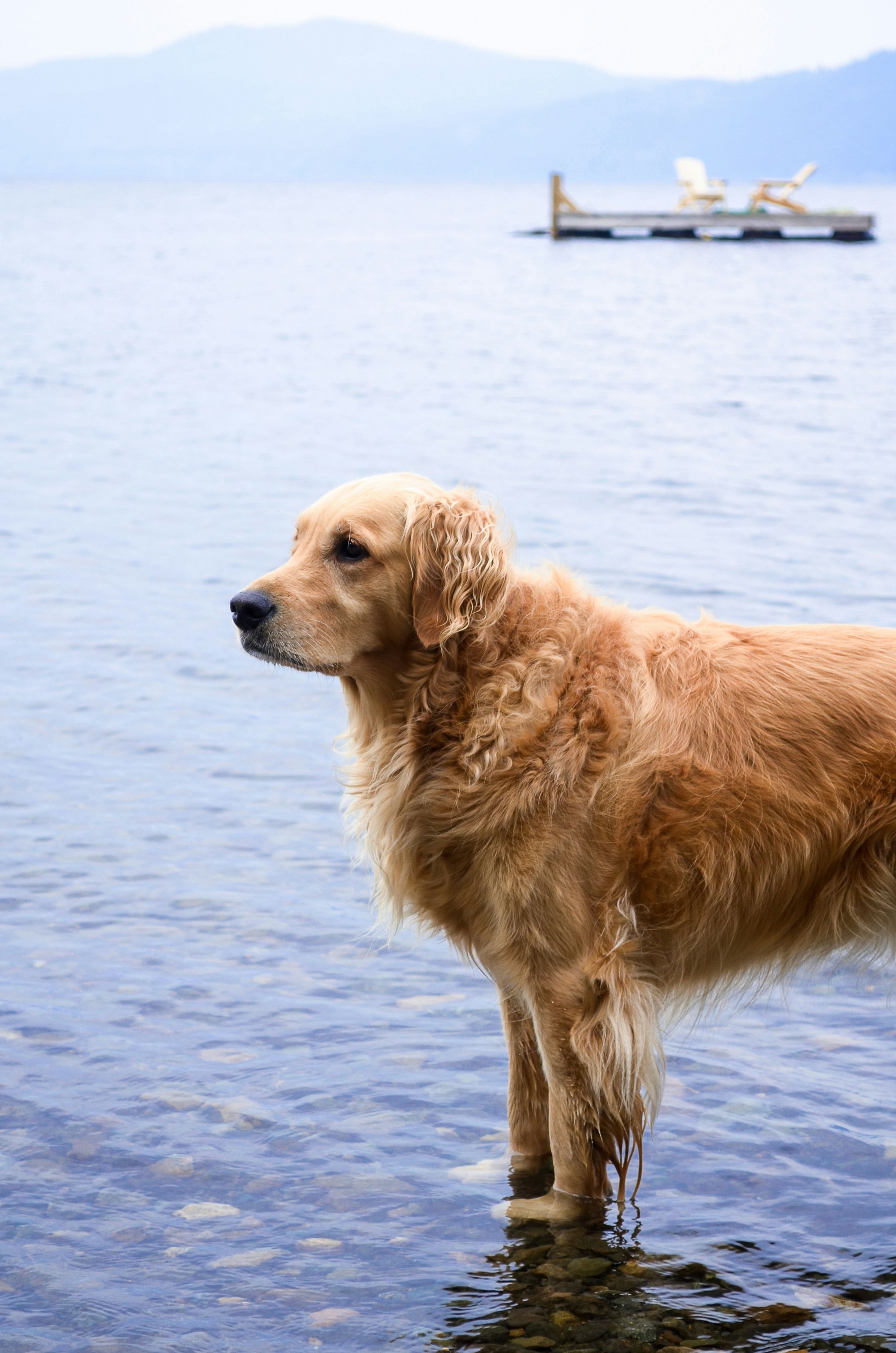 Trustworthy Dog Walker in Newport Beach | Tufted Tails LLC's image