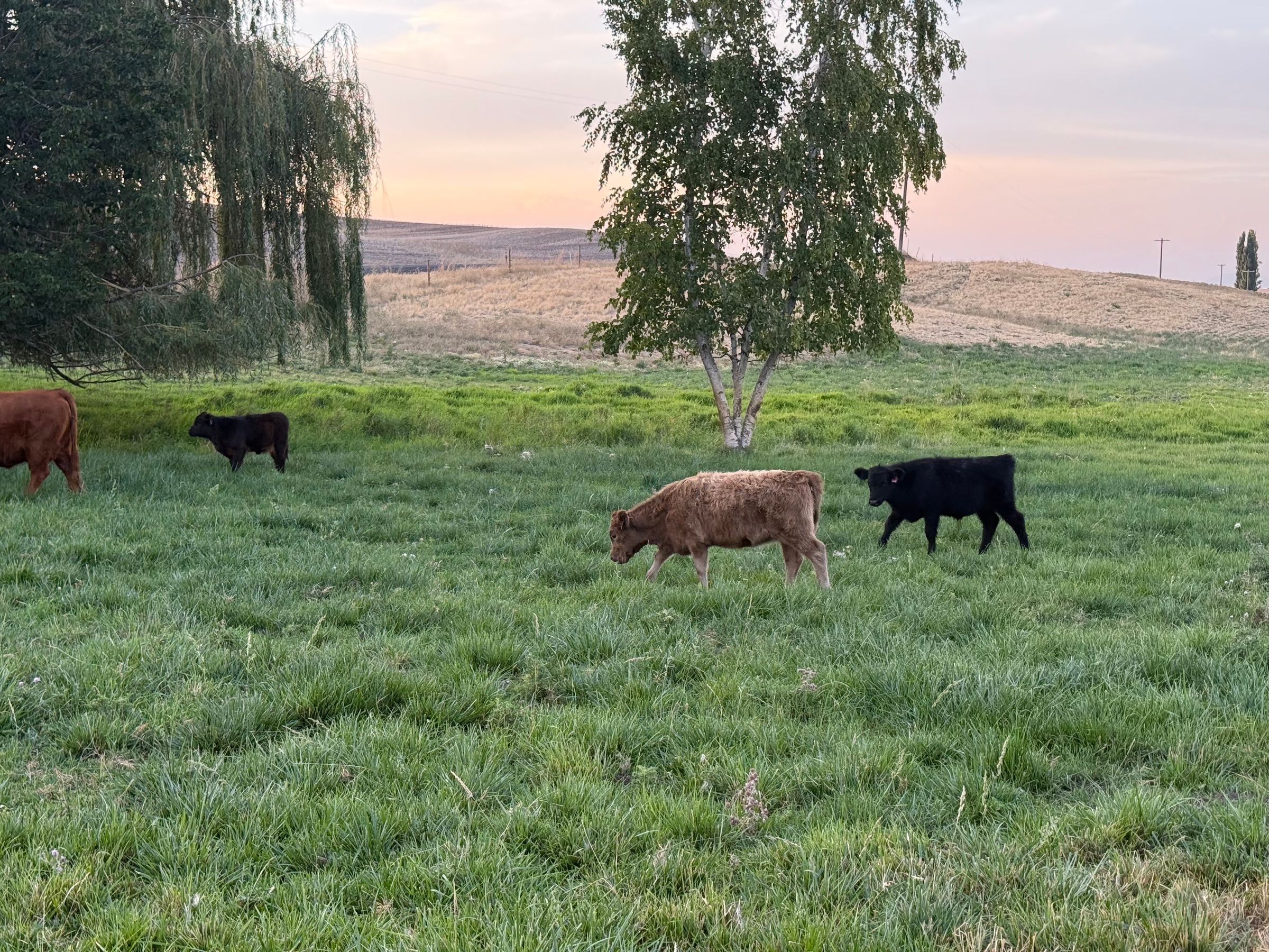 High Prairie ranch LLC's image