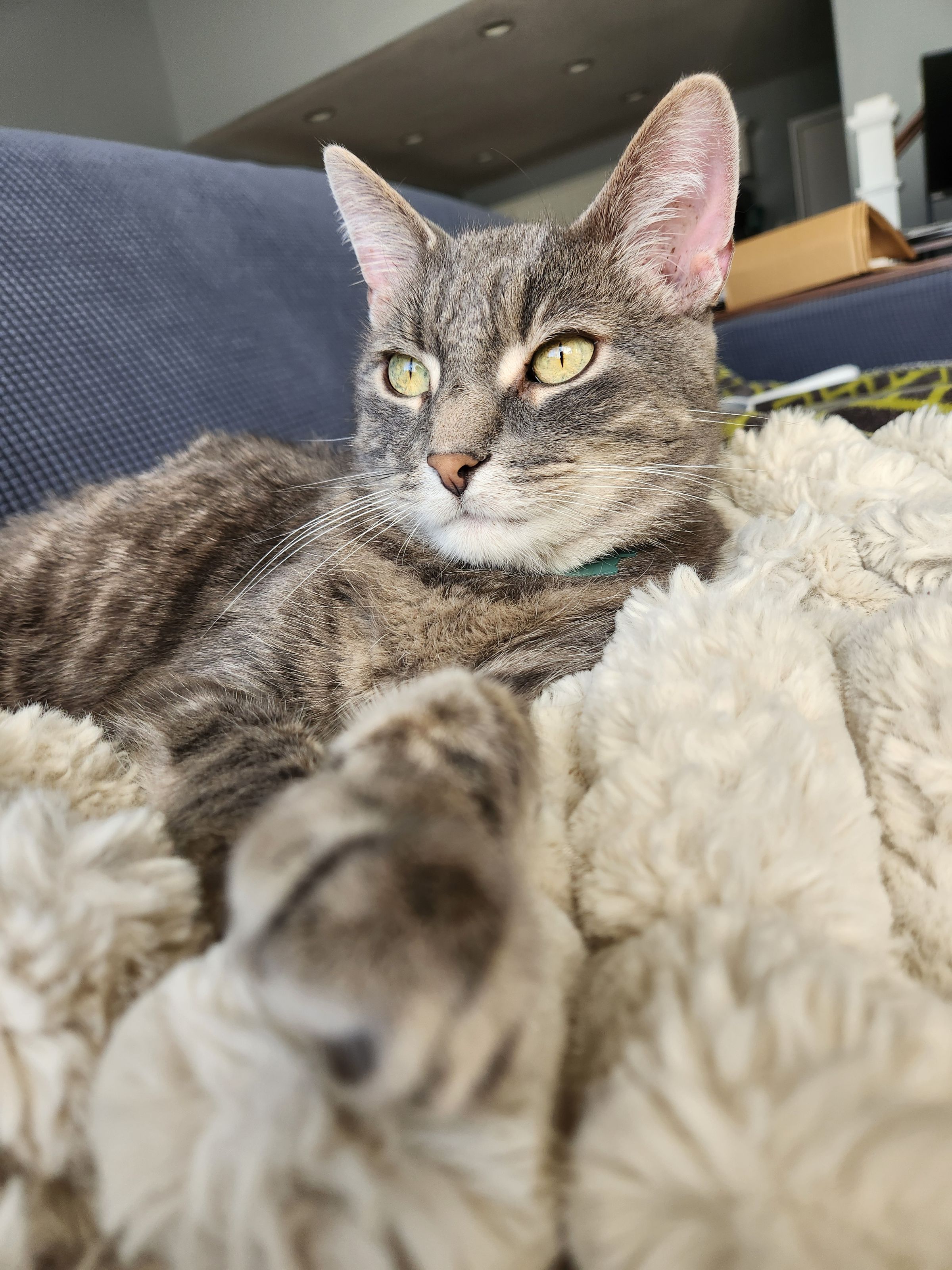 Annie Craven for Iowa's image