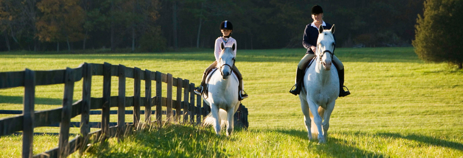 RPM Reit-und Pferdehof Mixdorf's image