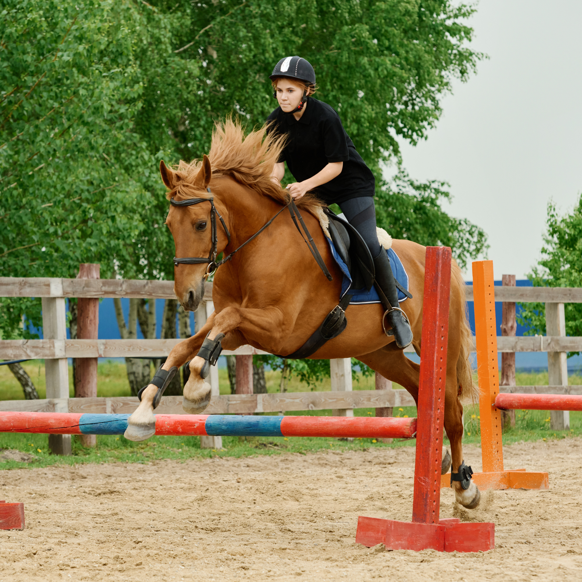 RPM Reit-und Pferdehof Mixdorf's image