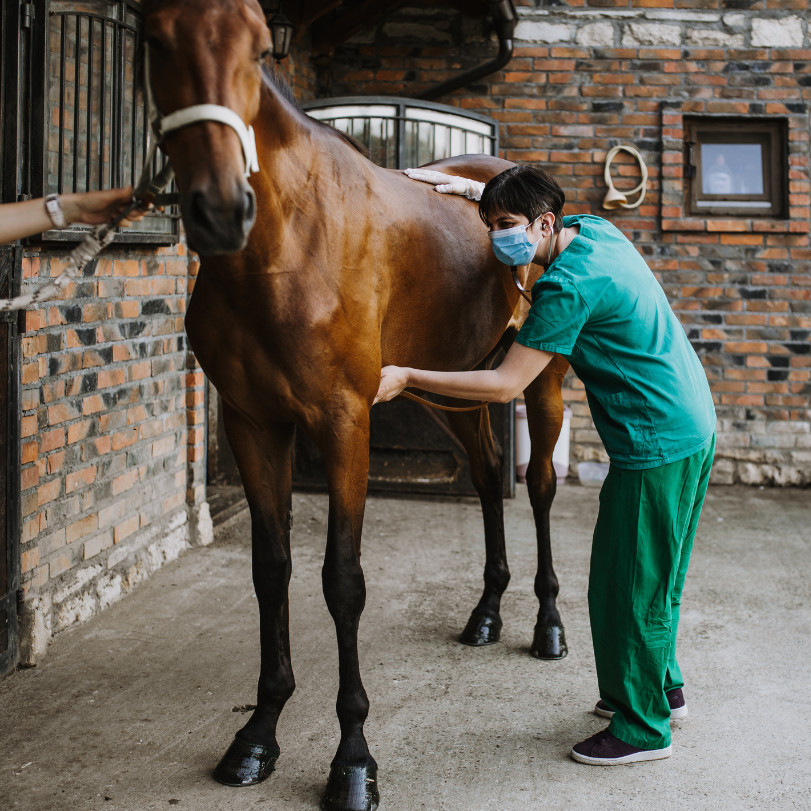 RPM Reit-und Pferdehof Mixdorf's image