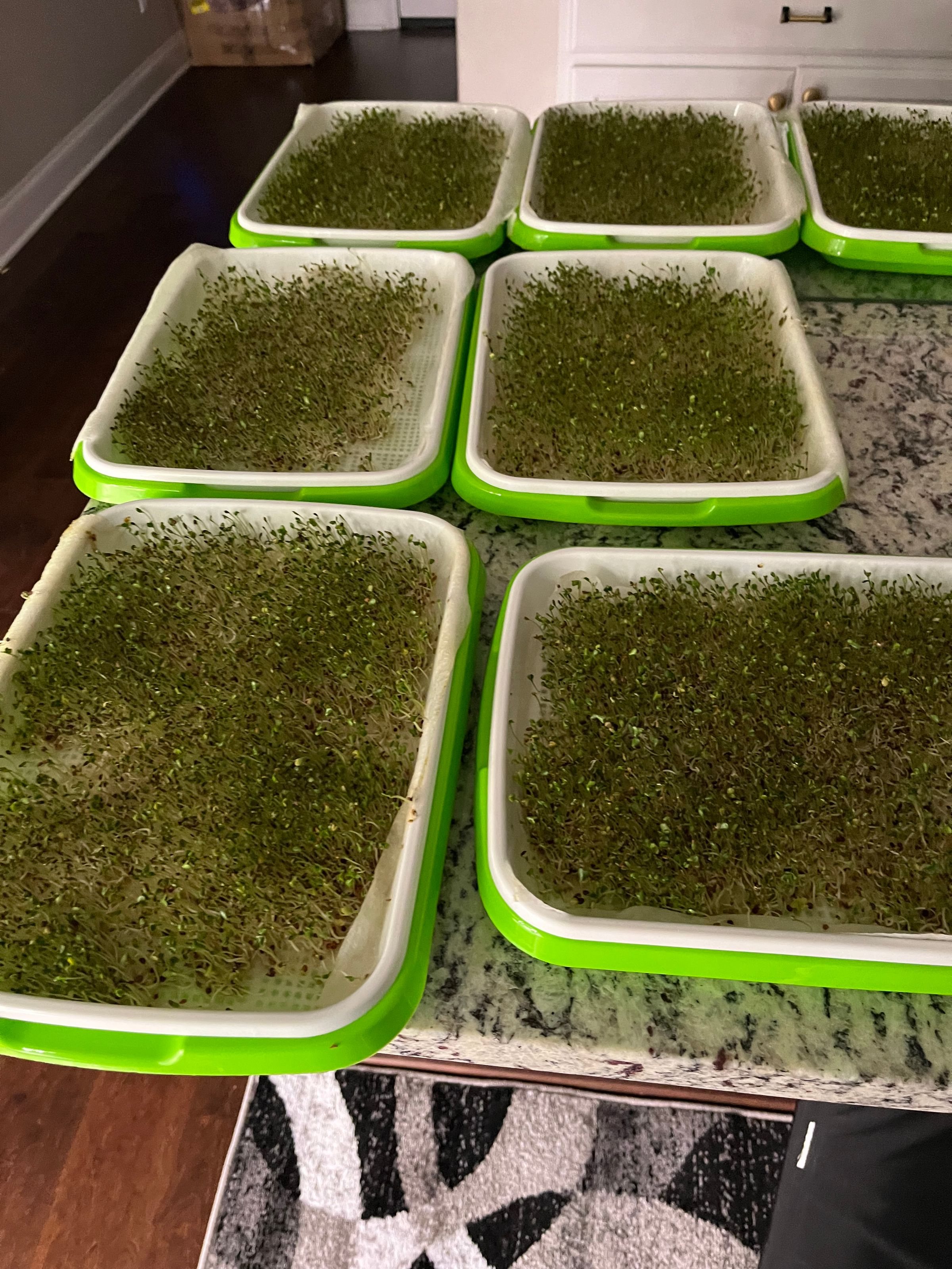 Micro Greens - First Attempt