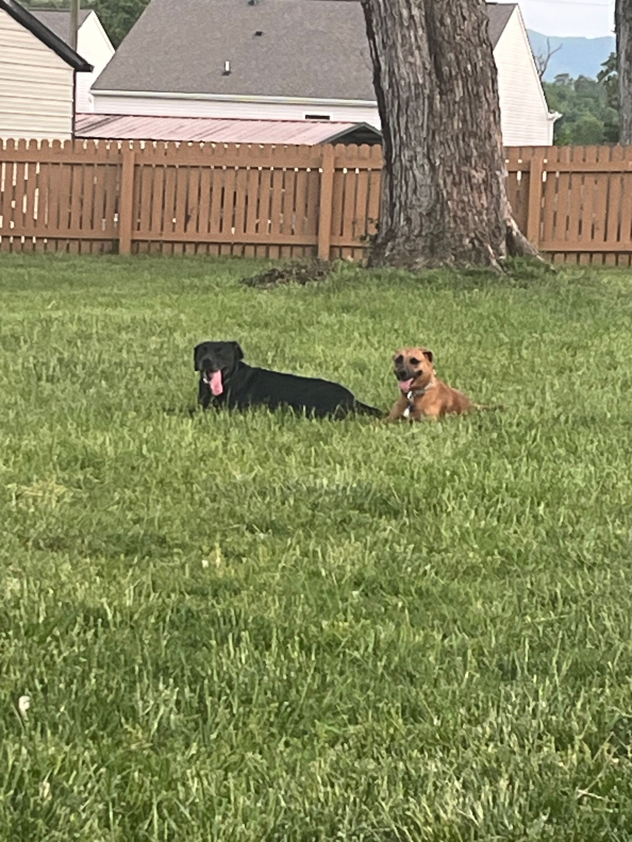 Buddy and Mya, Maryville TN