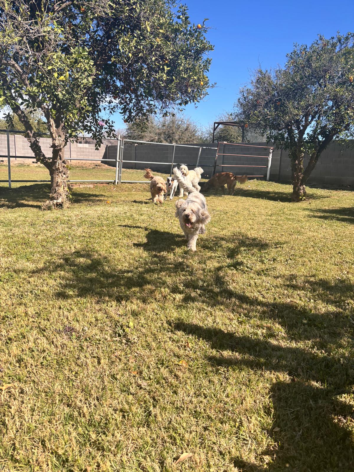 Dog sitting, Dog Boarding, Pet Care's image