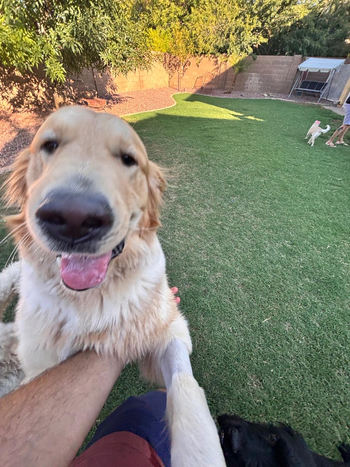 Dog sitting, Dog Boarding, Pet Care's image