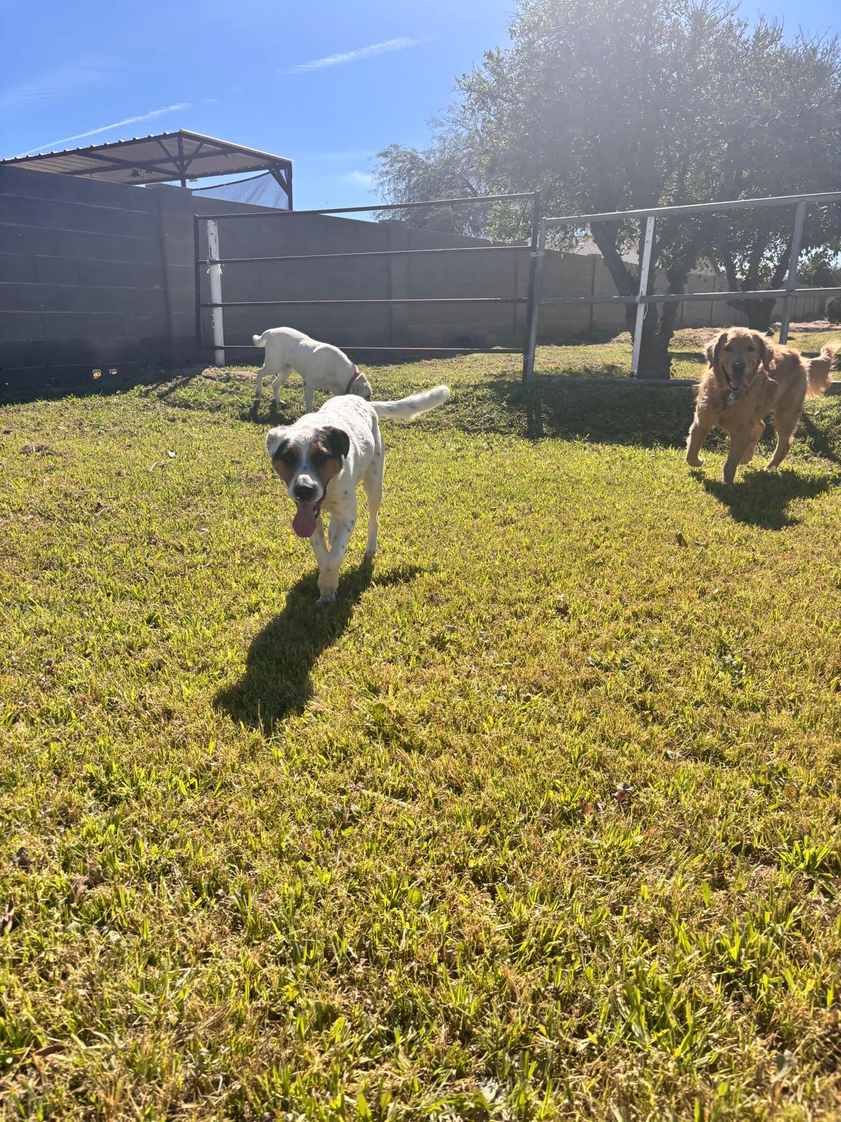 Dog sitting, Dog Boarding, Pet Care's image