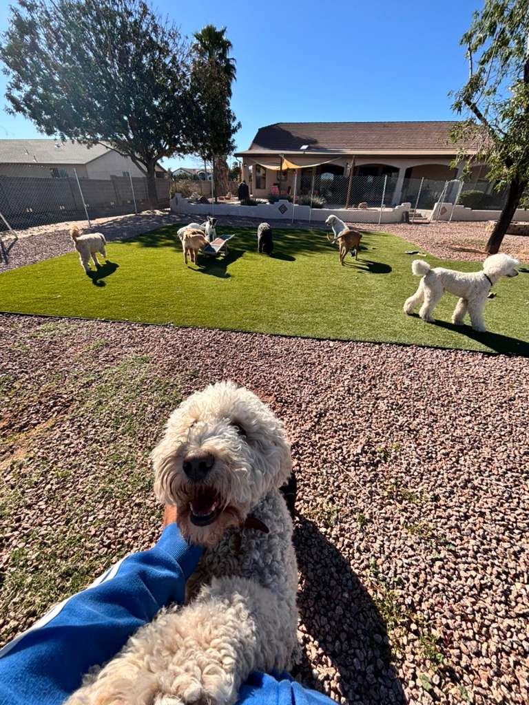 Dog sitting, Dog Boarding, Pet Care's image