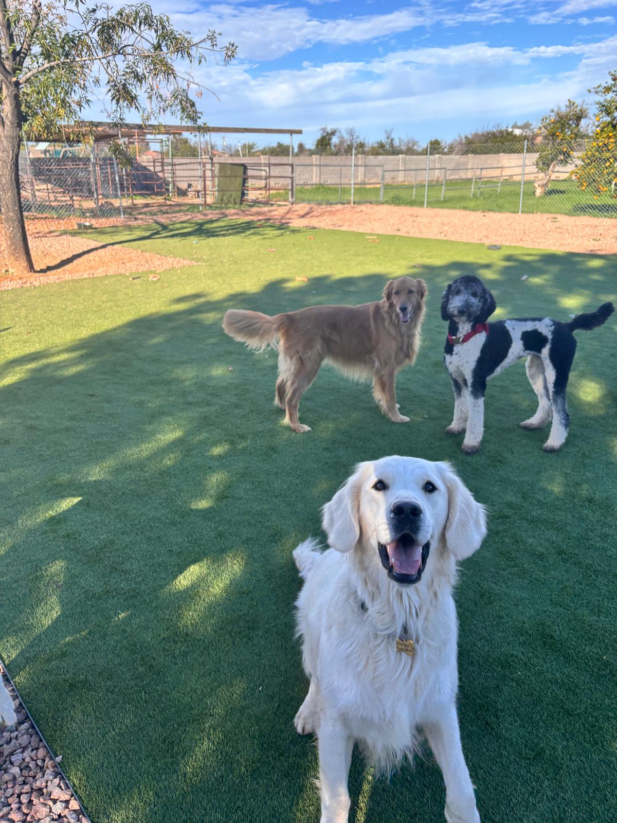 Dog sitting, Dog Boarding, Pet Care's image