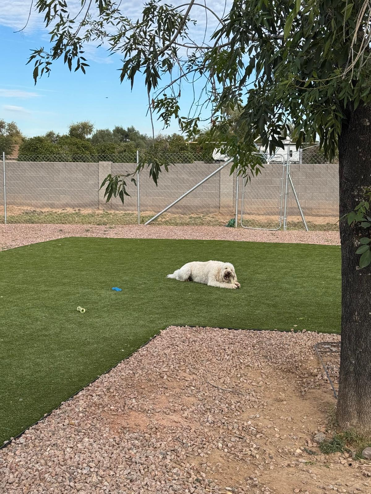 Dog sitting, Dog Boarding, Pet Care's image