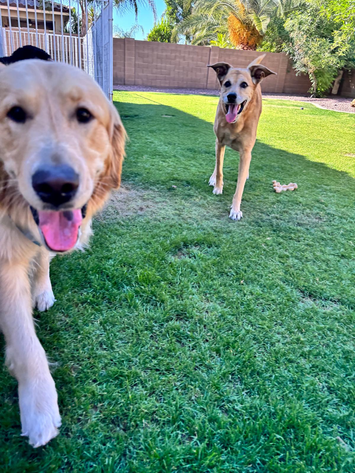 Dog sitting, Dog Boarding, Pet Care's image