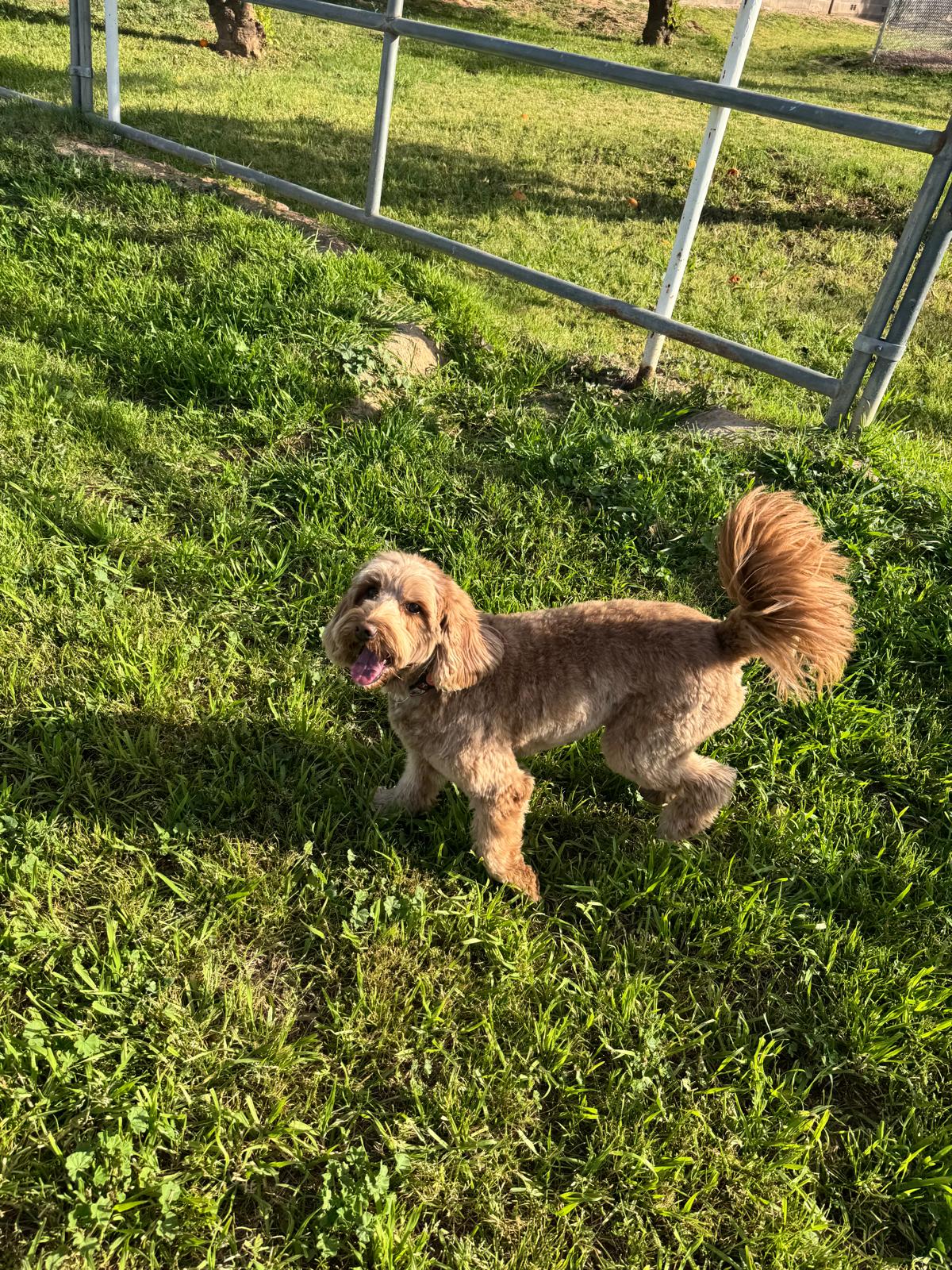 Dog sitting, Dog Boarding, Pet Care's image