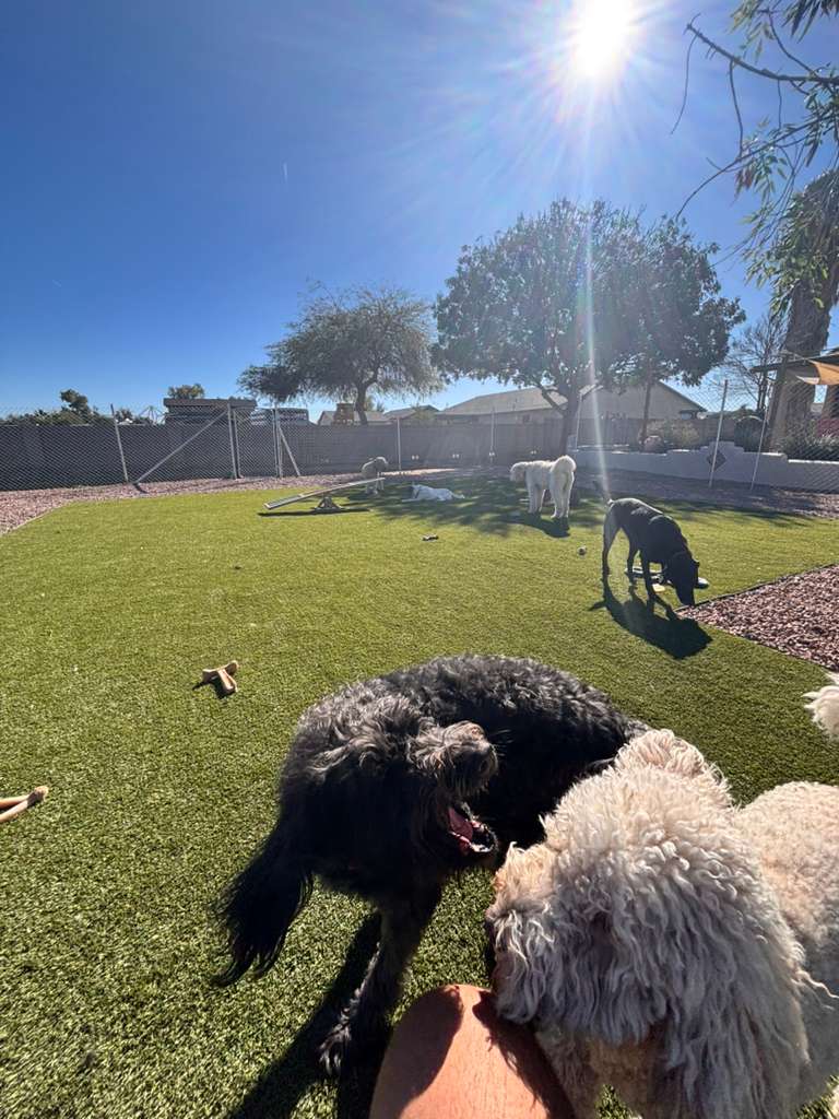 Dog sitting, Dog Boarding, Pet Care's image