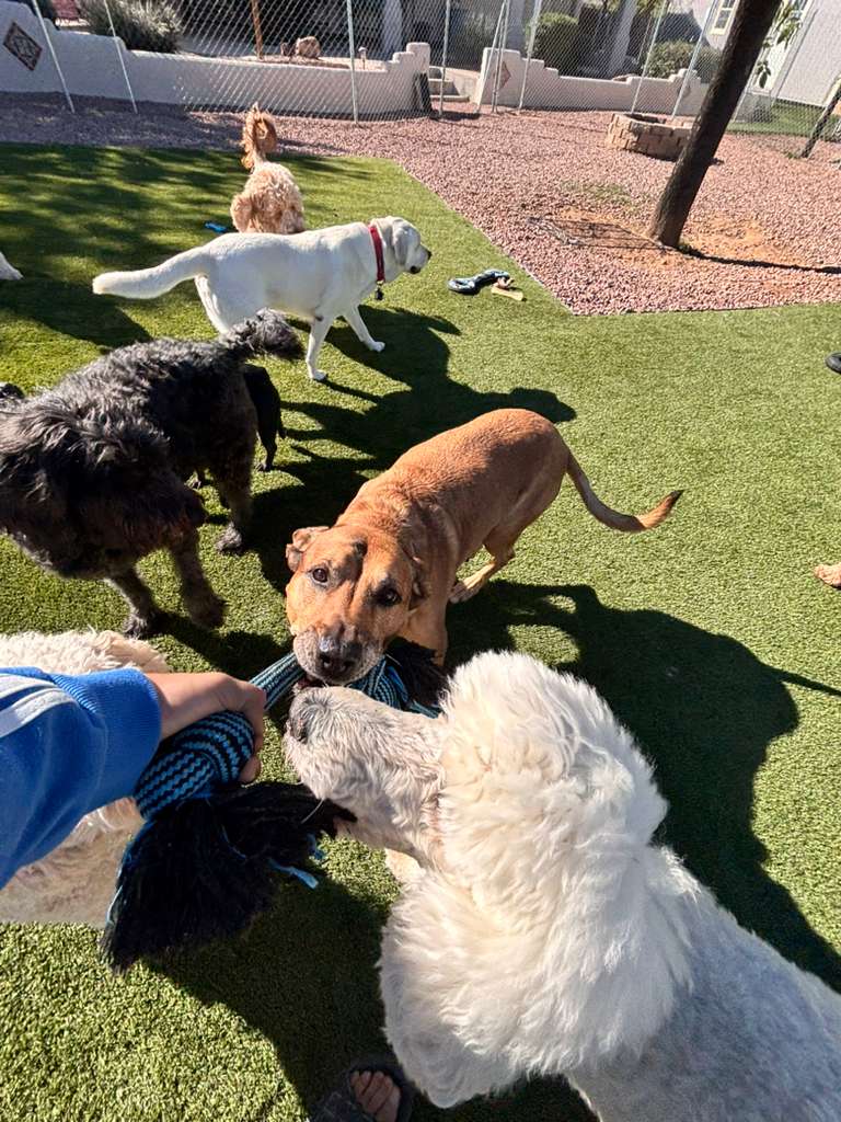 Dog sitting, Dog Boarding, Pet Care's image