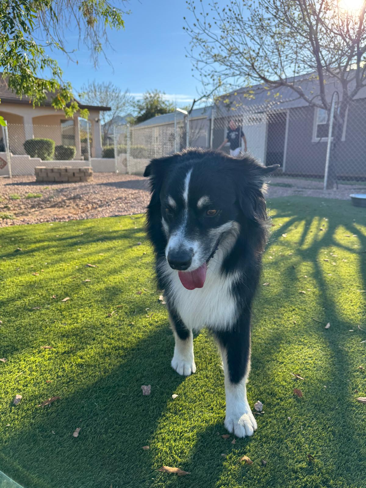 Dog sitting, Dog Boarding, Pet Care's image