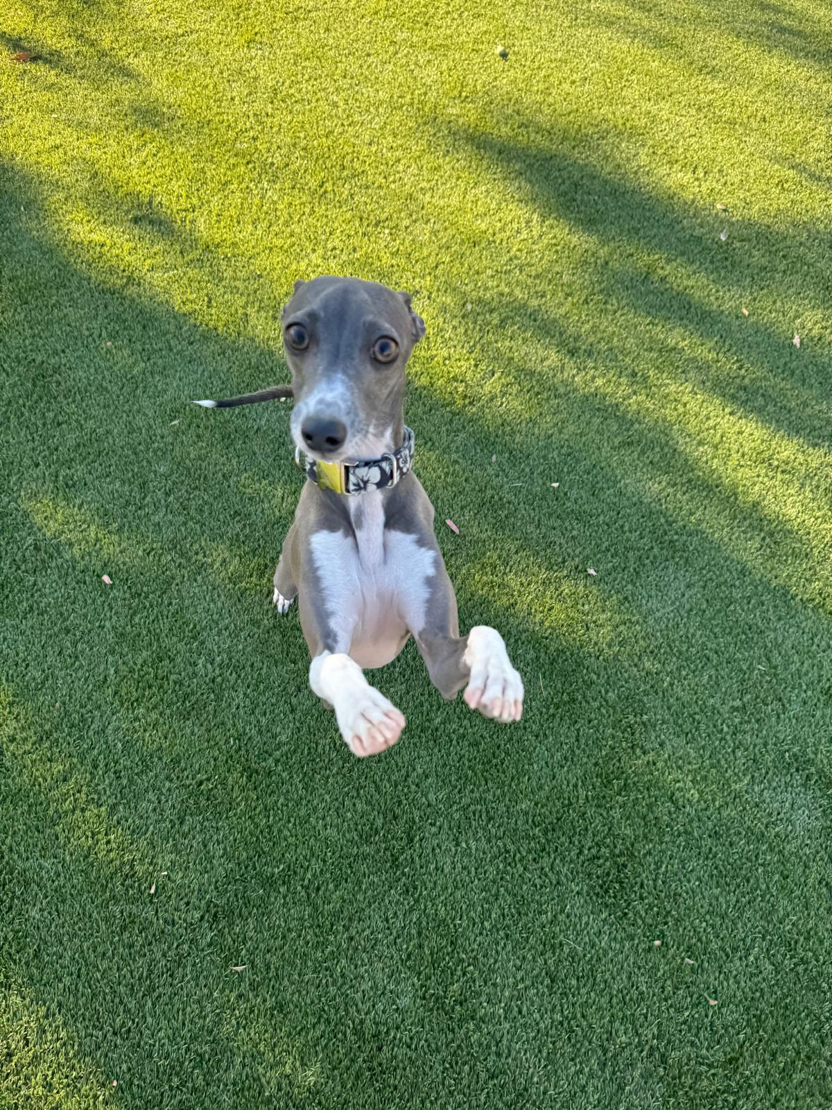 Dog sitting, Dog Boarding, Pet Care's image