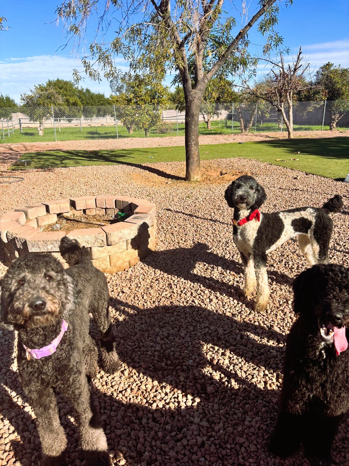 Dog sitting, Dog Boarding, Pet Care's image