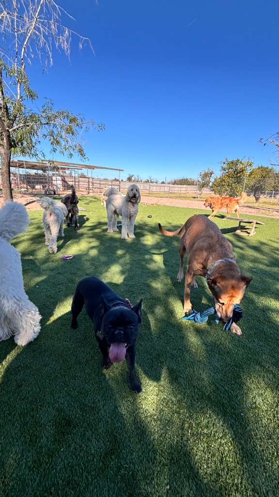 Dog sitting, Dog Boarding, Pet Care's image