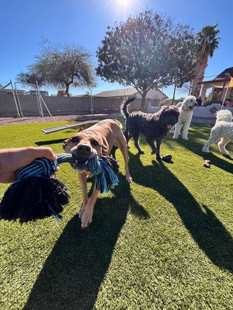 Dog sitting, Dog Boarding, Pet Care's image