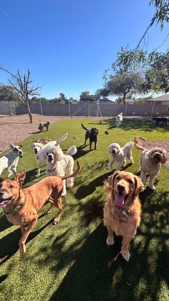 Dog sitting, Dog Boarding, Pet Care's image