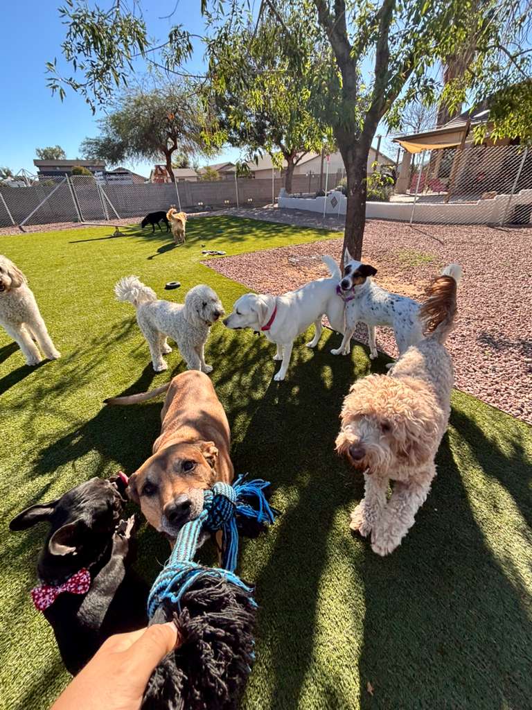 Dog sitting, Dog Boarding, Pet Care's image