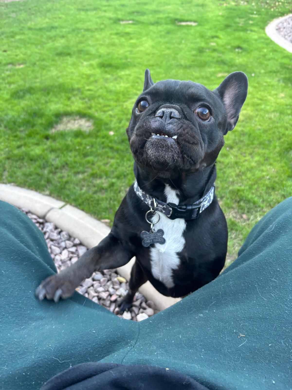 Dog sitting, Dog Boarding, Pet Care's image