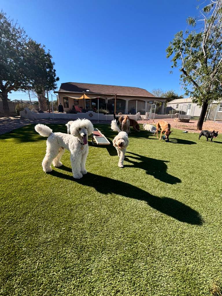 Dog sitting, Dog Boarding, Pet Care's image