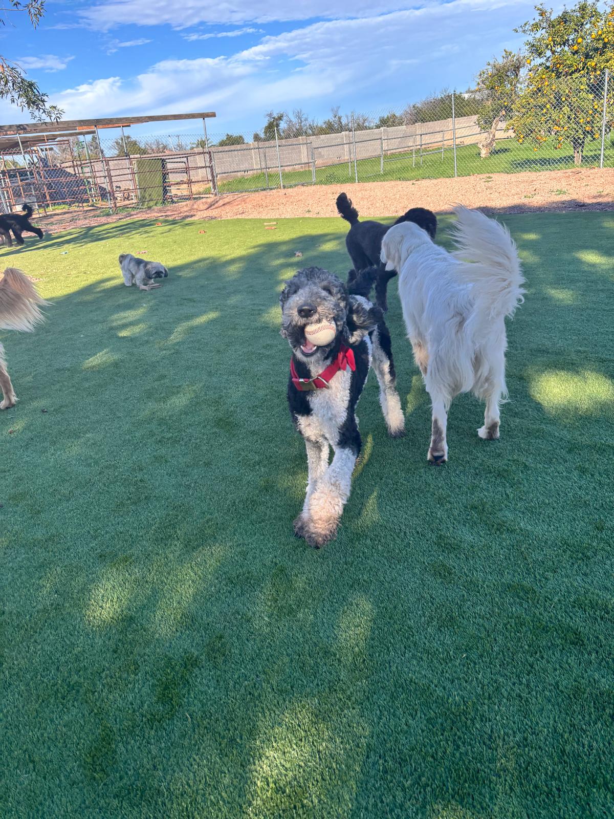 Dog sitting, Dog Boarding, Pet Care's image