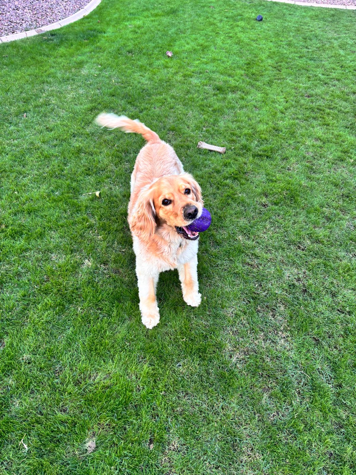 Dog sitting, Dog Boarding, Pet Care's image