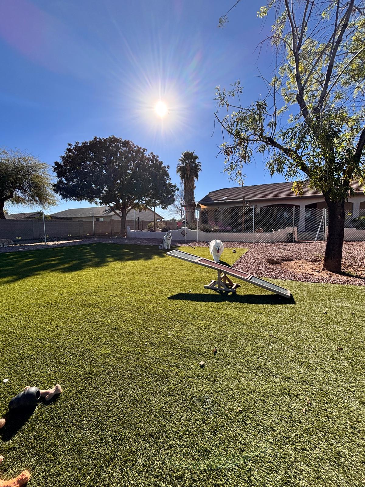 Dog sitting, Dog Boarding, Pet Care's image